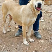 سگ نر و ماده سرابی|سگ|قرچک, ولی آباد|دیوار