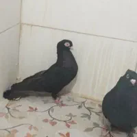 تعدادی کبوتر