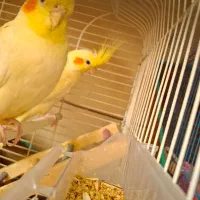 عروس هلندی|پرنده|کرمان, |دیوار