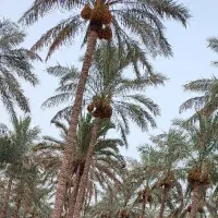 پاجوش نخل کبکاب(دمیت)