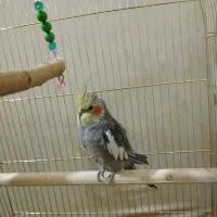 عروس هلندی مولد|پرنده|شوش, |دیوار