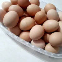 تخم مرغ محلی تازه روزانه