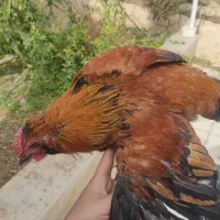 خروس محلی ریشی کاکلی چهل تاج|حیوانات مزرعه|فسا, |دیوار