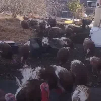 سلام 30عدد بوقلمون بوربون به فروش میرسد