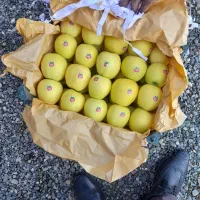 سیب سفید درجه یک|خوردنی و آشامیدنی|سیلوانه, |دیوار