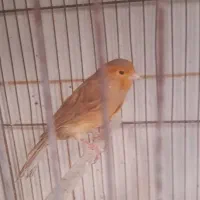 قناری و سهره سروستان|پرنده|سروستان, |دیوار