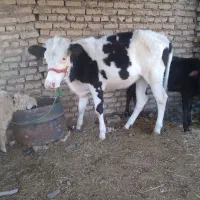 ماده آلمانی بچر