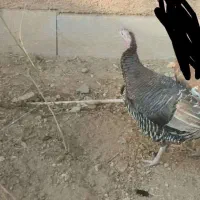 بوقلمون محلی