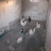 فروش ۷عددخروس گلین