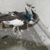 جوجه طاووس ابلغ جفت