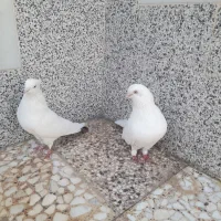 کبتر چشم نوک سفید