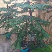 گل خانگی|گل و گیاه طبیعی|تهران, هروی|دیوار