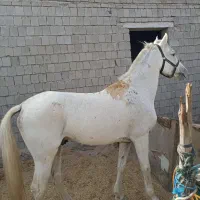 فروش یک اسب نر عرب|اسب و تجهیزات اسب‌سواری|قشم, |دیوار