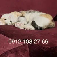 فروش سیم کارت