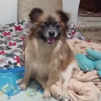 سگ پامر اشپیتز|سگ|قدس, شهر‌قدس|دیوار