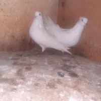 ۱۷ تا کبوتر آس و تضمینی|پرنده|خان ببین, |دیوار