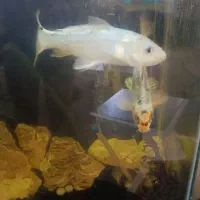 ماهی کوی|ماهی|کرمان, |دیوار