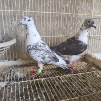 کفتر جفتی 4جفت موشی کاکلی بزک پنگوینی سفید کرمونی