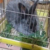 خرگوش پشمالو کسی خواست پیام بده|موش و خرگوش|سراوان, |دیوار