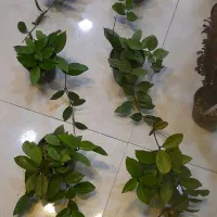 هویا پیچ مومی ساکولنت رونده آویزی برگ ضخیم