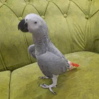 خرید و فروش کاسکو