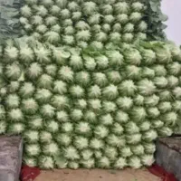 کاهو فله درجه 1