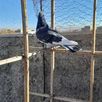 کبوتر نر پرنده