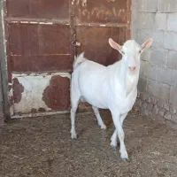 چاووش  و بزغاله سانن درجه یک