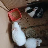 خرگوش|موش و خرگوش|بندر ترکمن, |دیوار