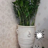 گل زاموفیلیا