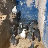 ۲۰عددکفترتربت