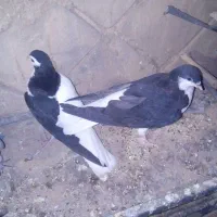 کبوتر فروشی