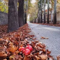 ۴ هزار متر باغ /سندش دانگ/مجوز ساخت ویلا