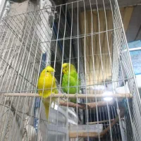 جفت مرغ عشق مولد