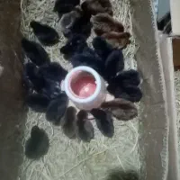 فروش جوجه بوقلمون برنز اصل و بیوتی، غاز، اردک و|حیوانات مزرعه|قائمشهر, |دیوار