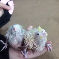 جوجه عروس هلندی