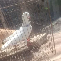 طوقی نره هفت رنگ