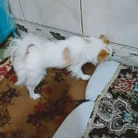 سگ خانگی