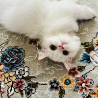 گربه پرشین فلت اصل