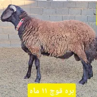 قوچ و بره قوچ گل چین شده|حیوانات مزرعه|اصفهان, براآن شمالی|دیوار