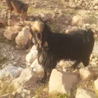 نر بز|حیوانات مزرعه|سرپل ذهاب, |دیوار
