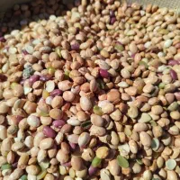 لوبیای چیتی اشی