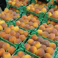 پذیرش سفارش میوه مستقیم از میدان تره بار تهران|خوردنی و آشامیدنی|تهران, میدان میوه و تره‌بار مرکزی|دیوار