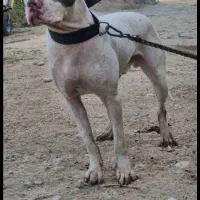 گمشده|حیوانات|اندیمشک, |دیوار