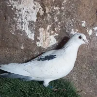 کبوتر پلاکی عراق گرفتنی