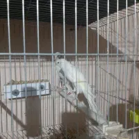 قناری رسمی بلند ماده|پرنده|تبریز, |دیوار