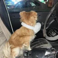 فروشی|سگ|تهران, استخر|دیوار