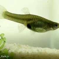 گوپی معاوضه