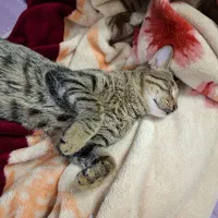 گمشده اسمش هیروعه