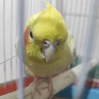 فروش عروس هلندی شیطون بازیگوش|پرنده|برخوار, |دیوار